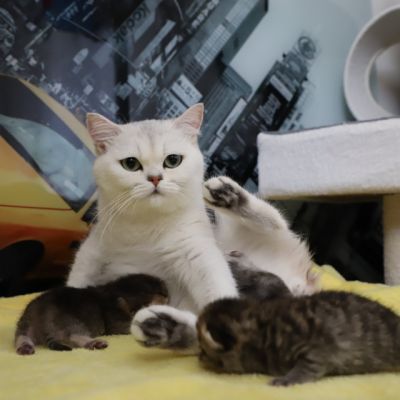 Of British Archanges Olga 2021