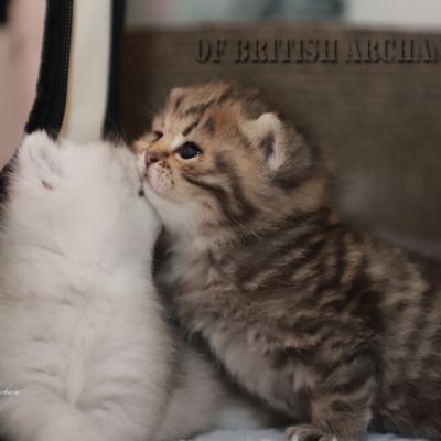 Of British Archanges Olga 2021