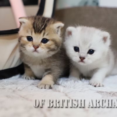 Of British Archanges Olga 2021