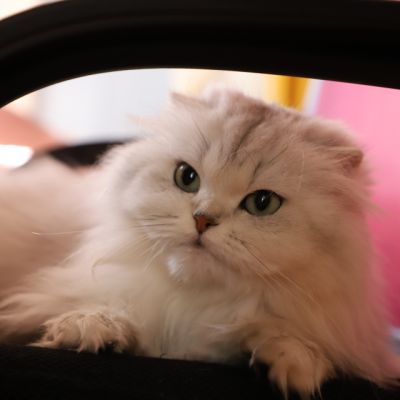 Night Fall Of british Archanges