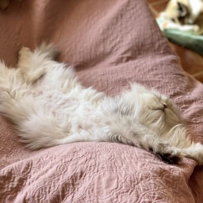 Night Fall Of british Archanges