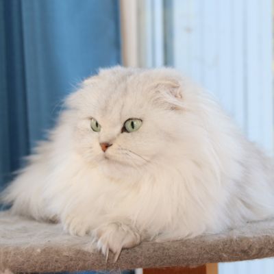 Night Fall Of british Archanges