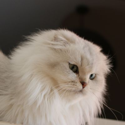 Night Fall Of british Archanges