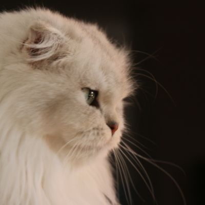 Night Fall Of british Archanges