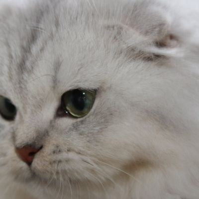 Night Fall 'Highland Fold'