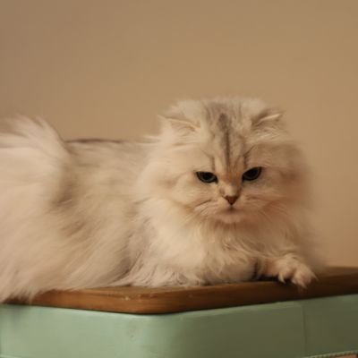 Night Fall Of british Archanges