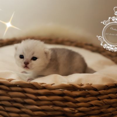 S........ Of British Archanges