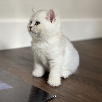 Sharly Of British Archanges