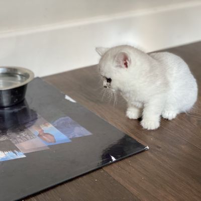 Sharly Of British Archanges