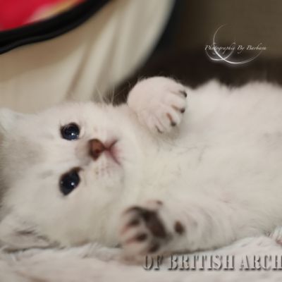 S........ Of British Archanges