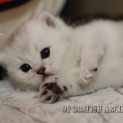 S........ Of British Archanges