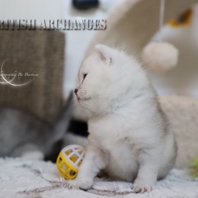 S........ Of British Archanges