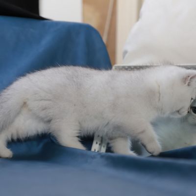 Sharly Of British Archanges