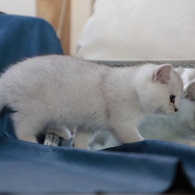 Sharly Of British Archanges