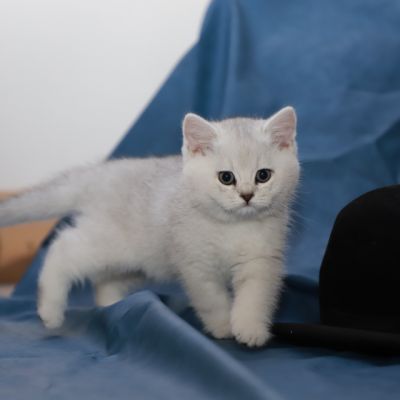 Sharly Of British Archanges