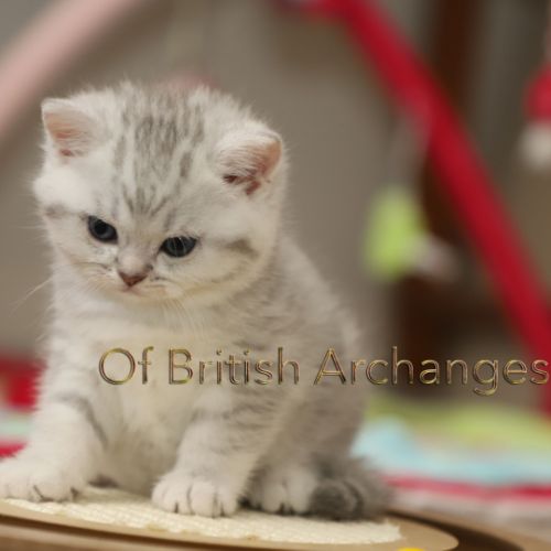 Tiki Of british Archanges