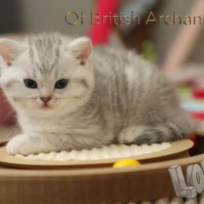 Tiki Of british Archanges