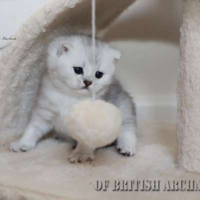 Shinju Of British Archanges