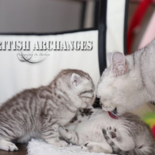 les délicieux Of British Archanges