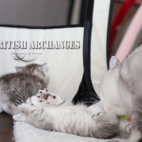 les délicieux Of British Archanges
