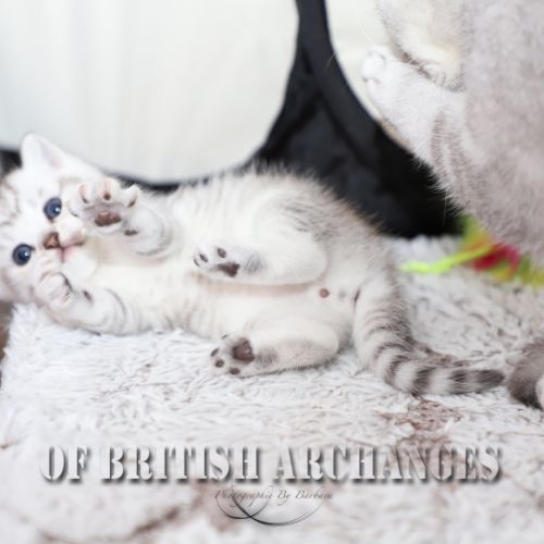 les délicieux Of British Archanges