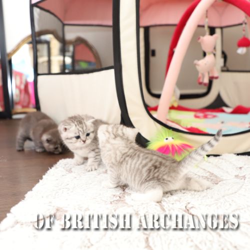les délicieux Of British Archanges