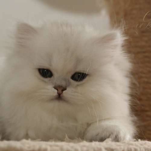 Nos chatons Archanges