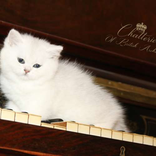 Nos chatons Archanges