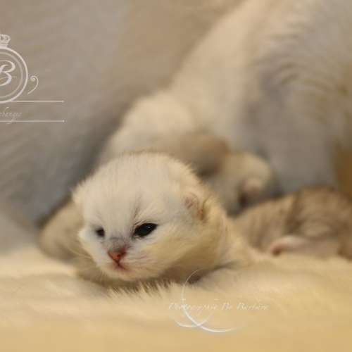 Nos chatons Archanges