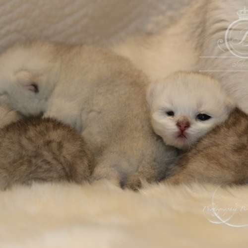 Nos chatons Archanges