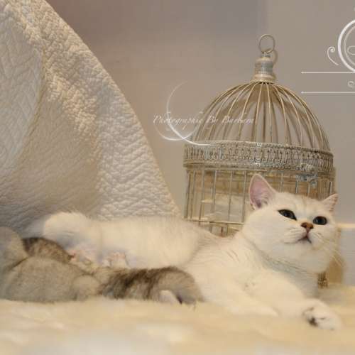Nos chatons Archanges