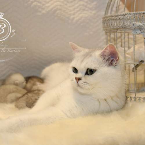 Nos chatons Archanges