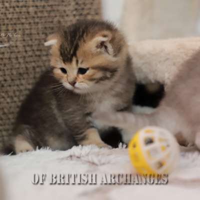 S........ Of British Archanges