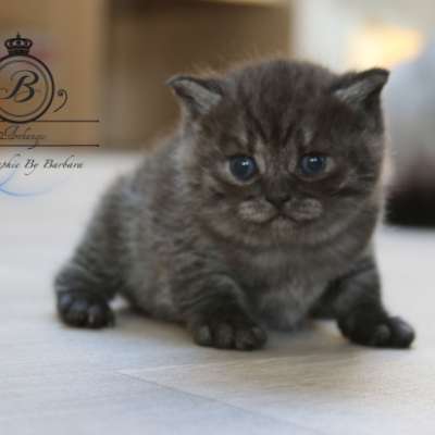 Patachou of British Archanges