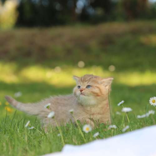 Pikachu of british Archanges