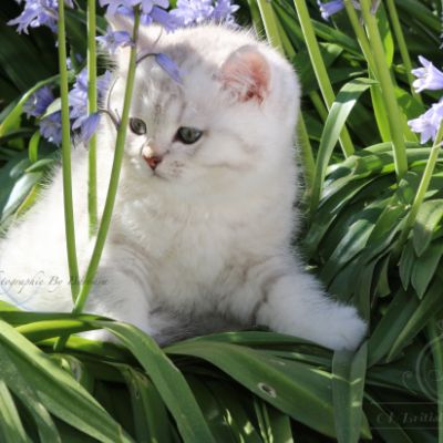 Reglisse Of British Archanges