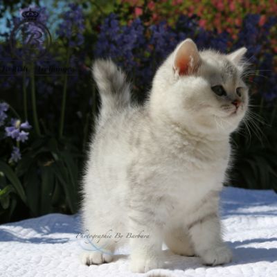 Reglisse Of British Archanges