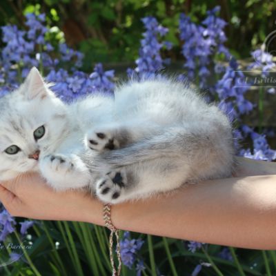 Romeo Of British Archanges