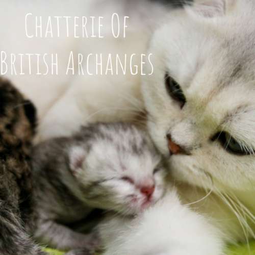 Chatterie Of British Archanges