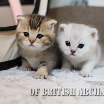 Of British Archanges Olga 2021