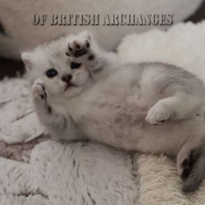S........ Of British Archanges