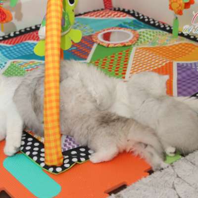 Nos chatons Archanges